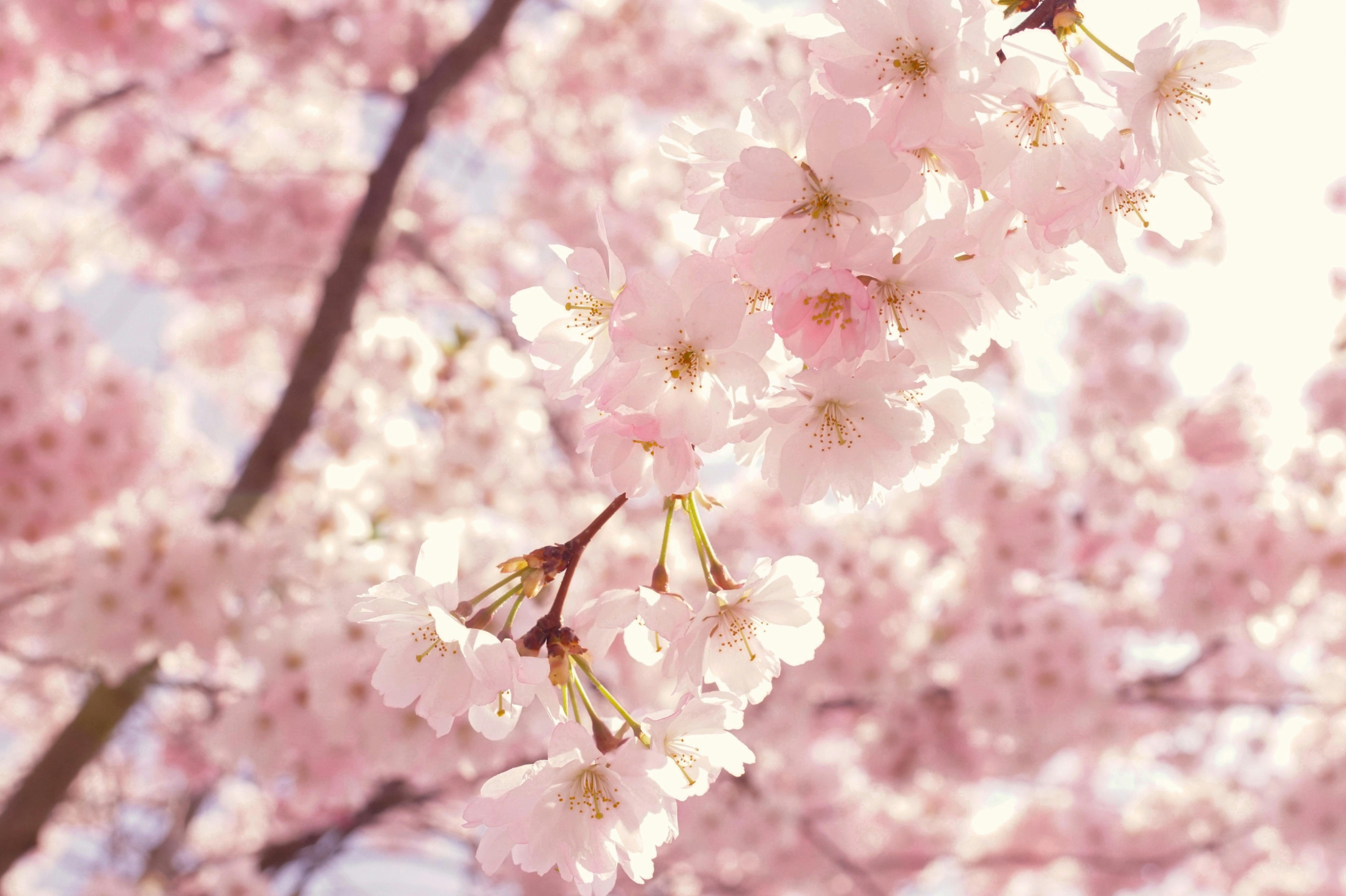 Why Spring is the Best Season to Sell Your Home